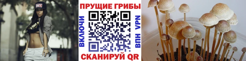 Псилоцибиновые грибы Magic Shrooms  KRAKEN   Лысково 